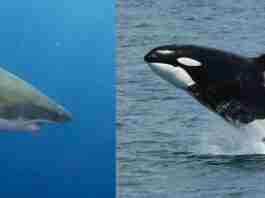 Un’orca assassina attacca il temibile squalo bianco. Nella acque del Sudafrica il mammifero marino killer divora il fegato del più feroce pesce predatore orca