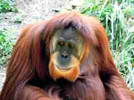 Animali: “dottor Orango”, gli scienziati osservano per la prima volta un primate curarsi una ferita con una pianta medicinale orango