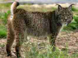 La lince iberica non più a rischio estinzione. Successo in Spagna e Portogallo per il progetto di recupero del felino Lince