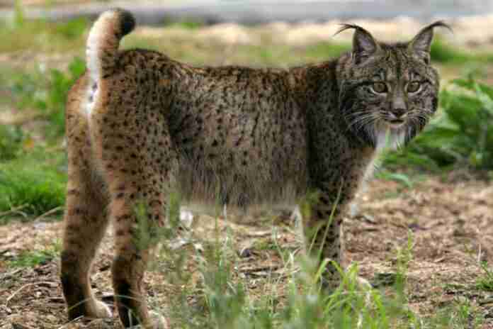 Lince