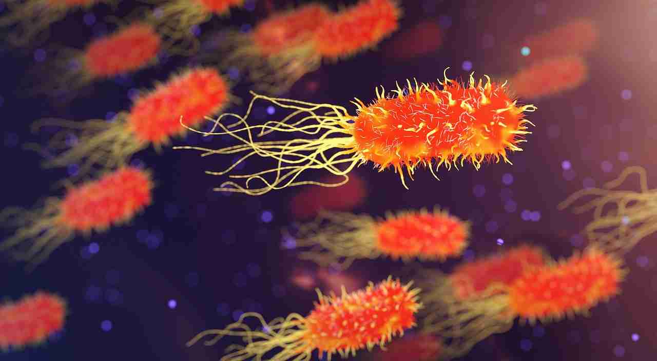 bacteria-3658992_1280